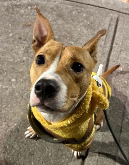 Enlarge Jazz, a Adoptable Mixed Breed in Atlanta, GA image 3/3