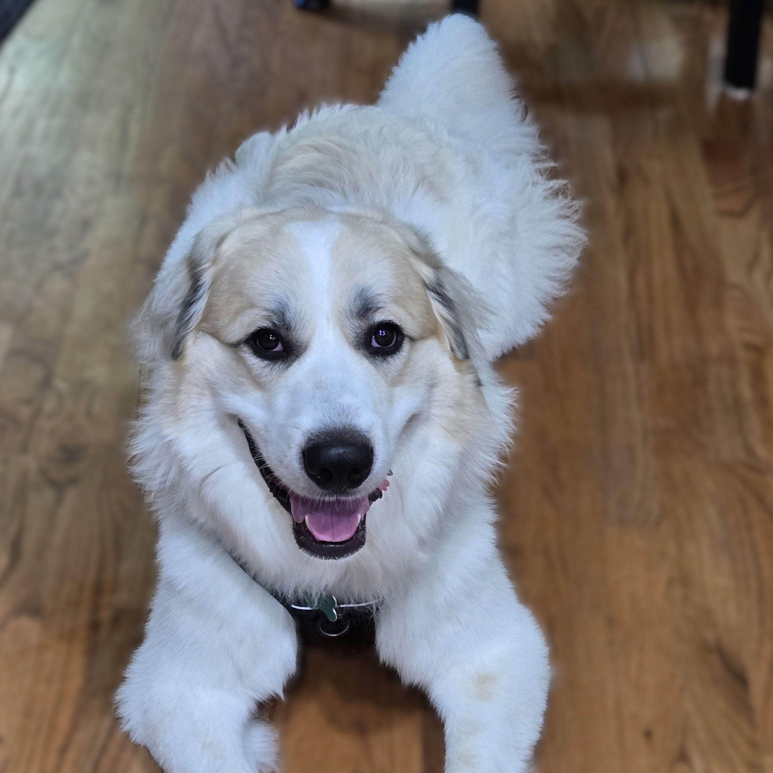 Enlarge Gus (fka Lake R), a Adoptable Great Pyrenees in Atlanta, GA image 2/6