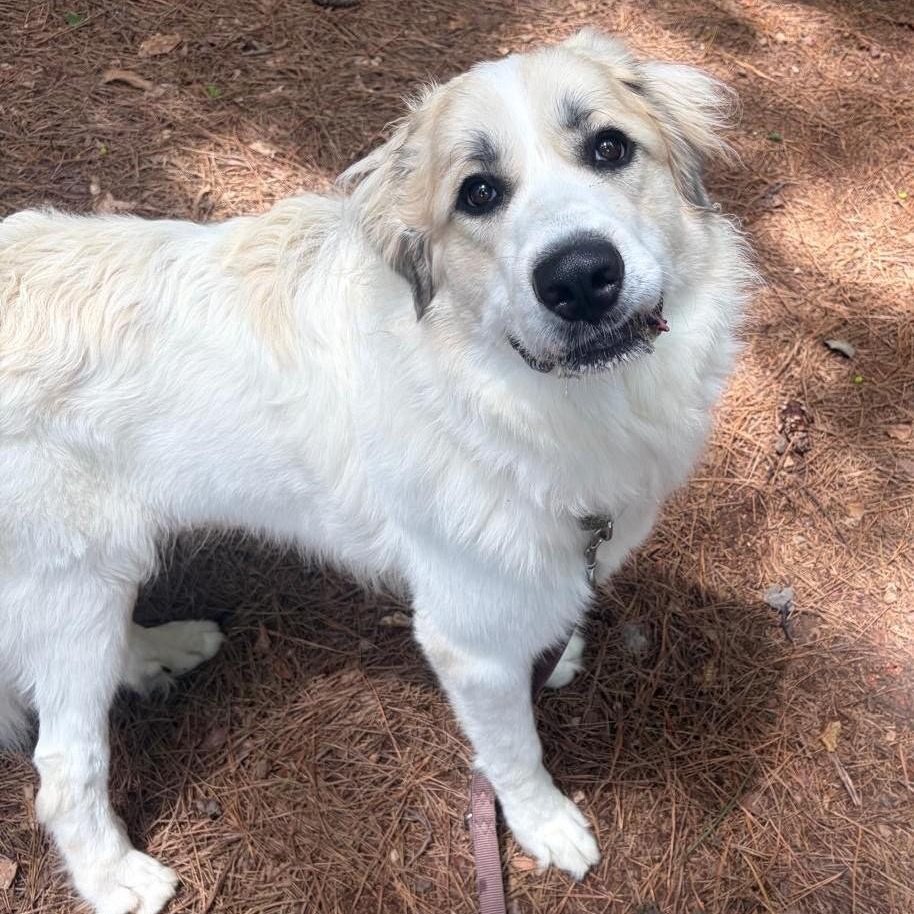 Enlarge Gus (fka Lake R), a ADOPTABLE Great Pyrenees in Atlanta, GA image 3/3