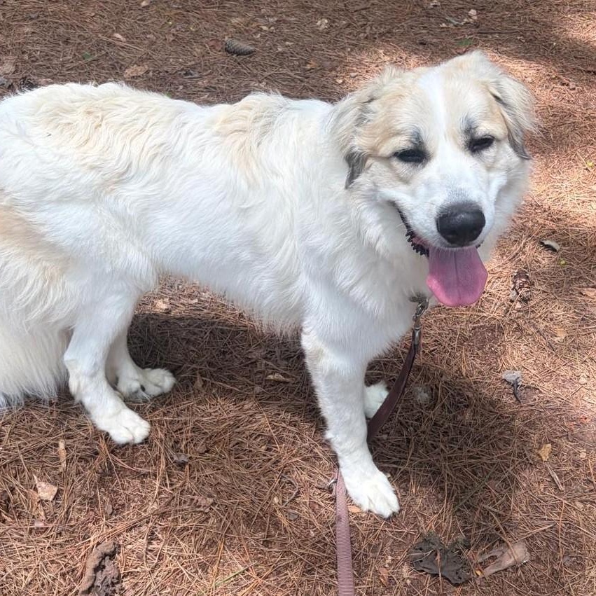 Enlarge Gus (fka Lake R), a ADOPTABLE Great Pyrenees in Atlanta, GA image 2/3