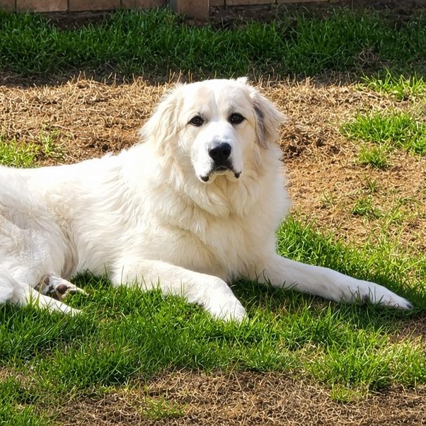 Enlarge Gus (fka Lake R), a ADOPTABLE Great Pyrenees in Atlanta, GA image 1/3