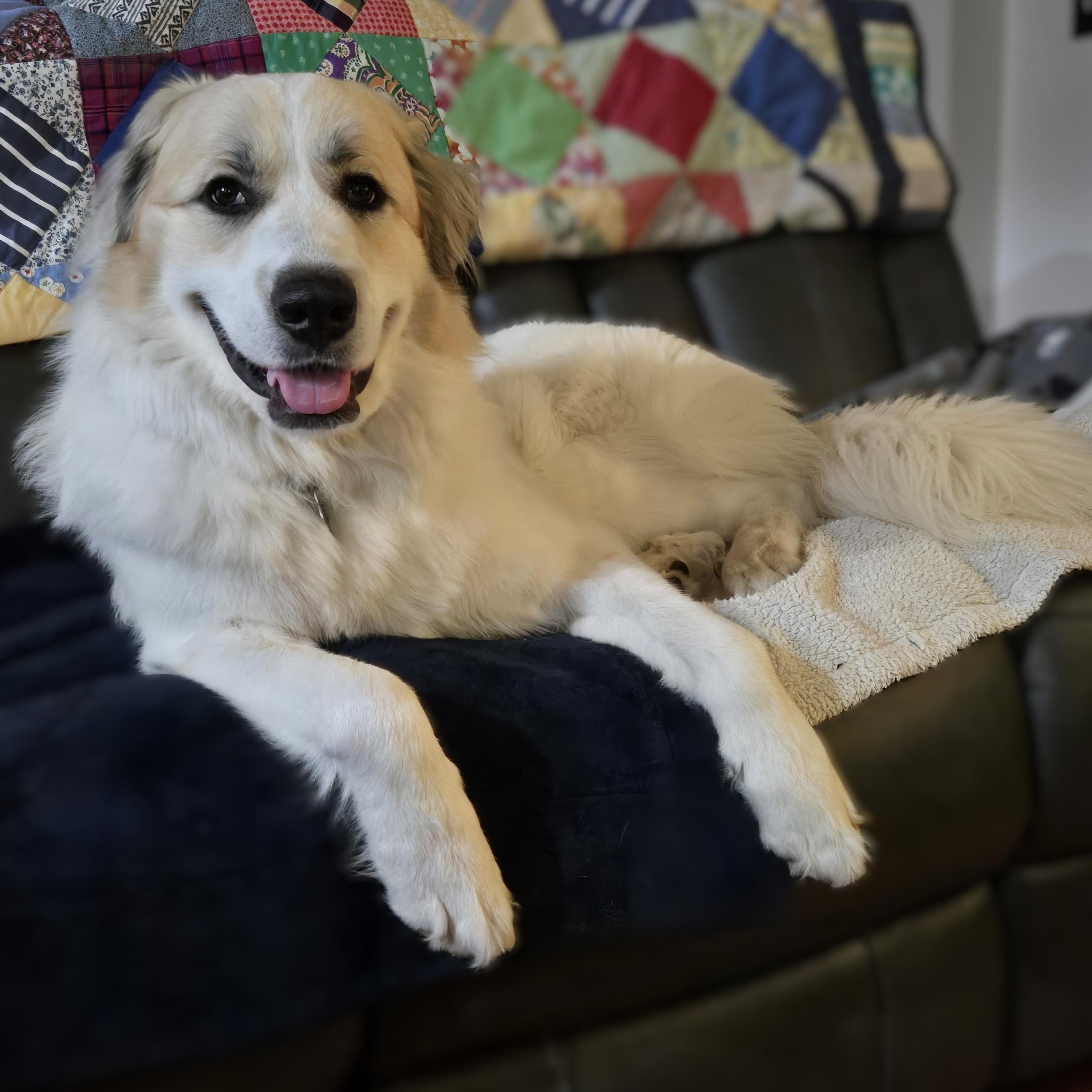 Gus (fka Lake R), Adoptable, Young Male Great Pyrenees.