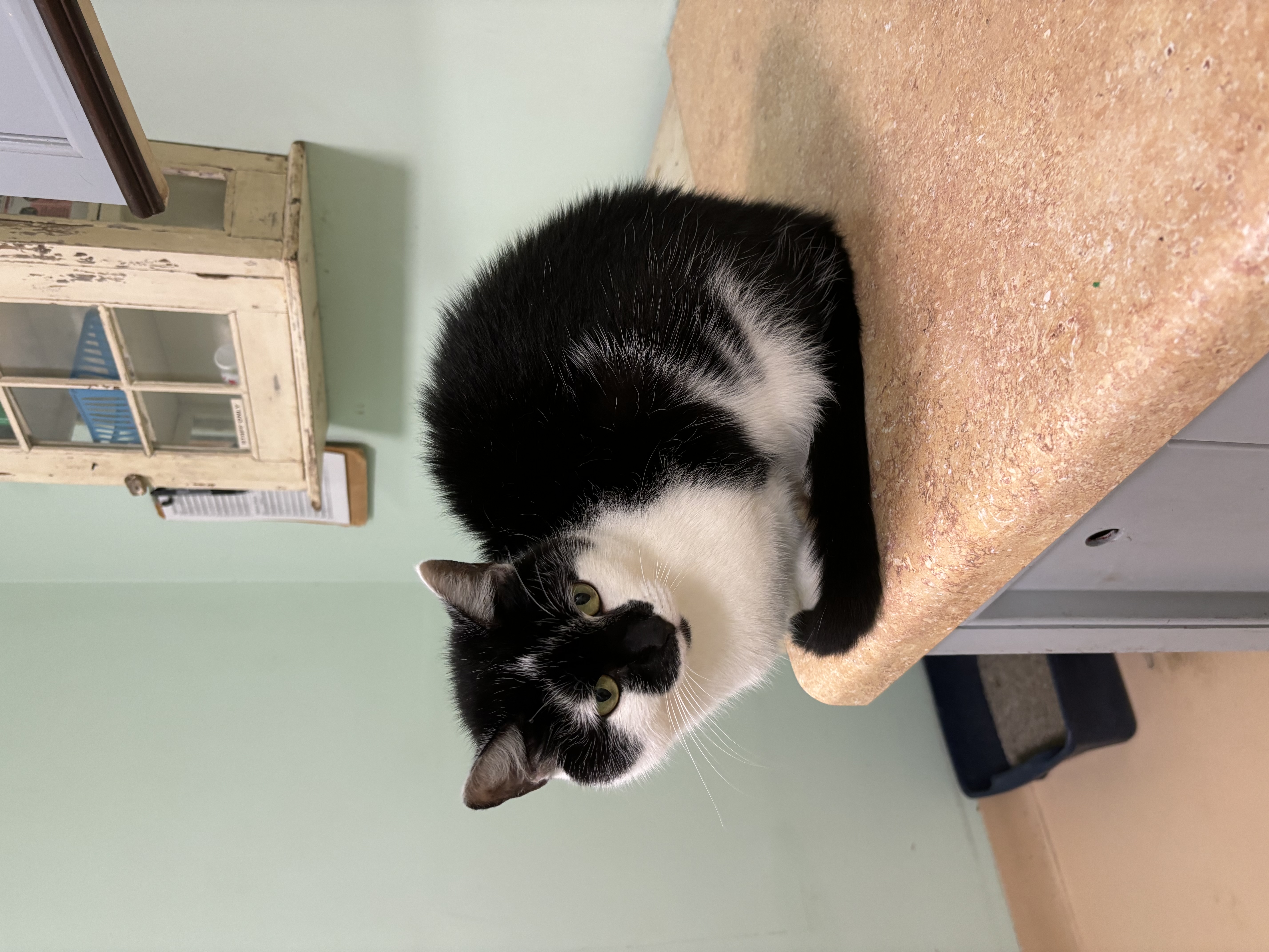 Enlarge Cricket, a Adoptable Domestic Short Hair in Franklin, IN image 1/1