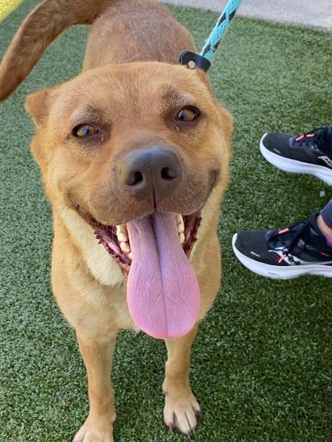 Enlarge LYRICAL, a Adoptable Labrador Retriever in Fayetteville, NC image 1/1