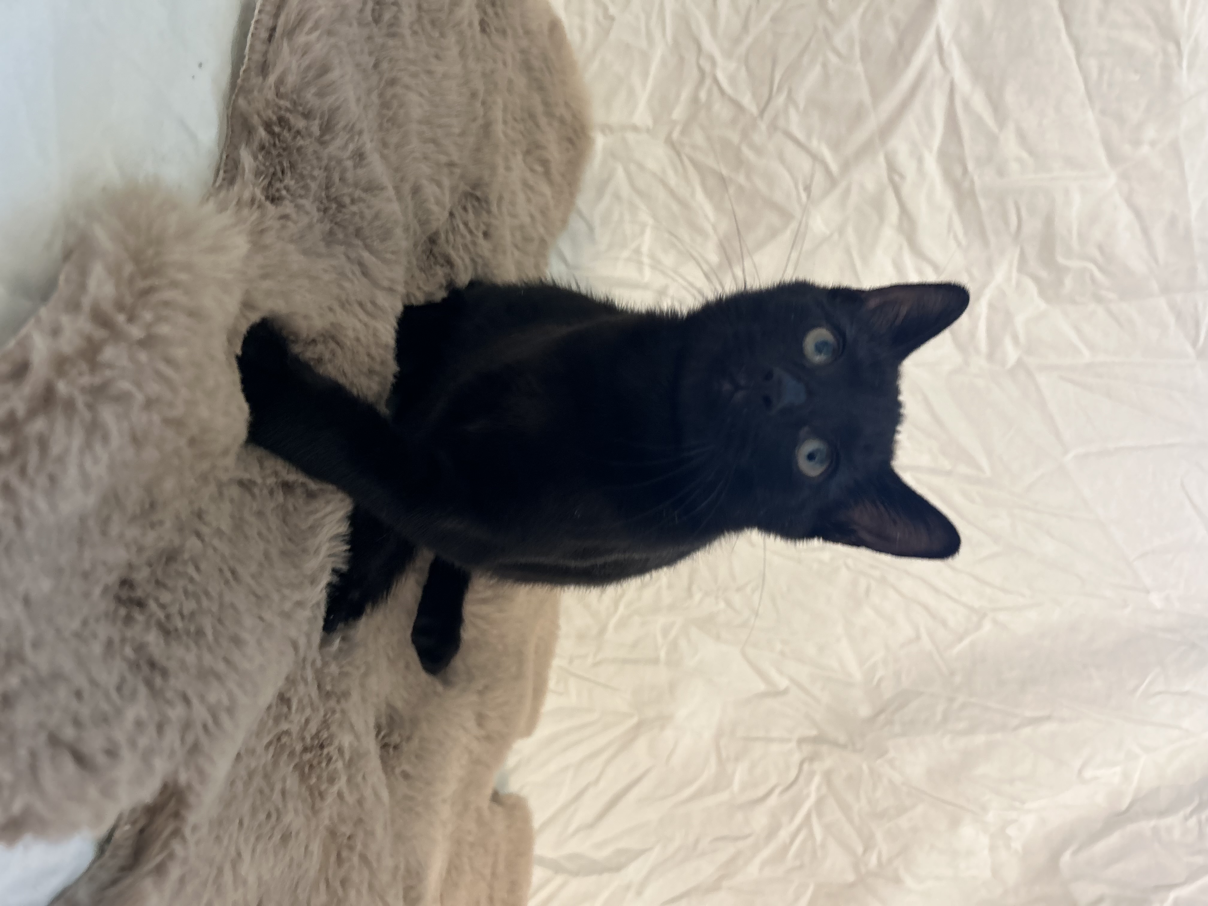 Cat for adoption Melvin (hurricane kitties), a Domestic Short Hair