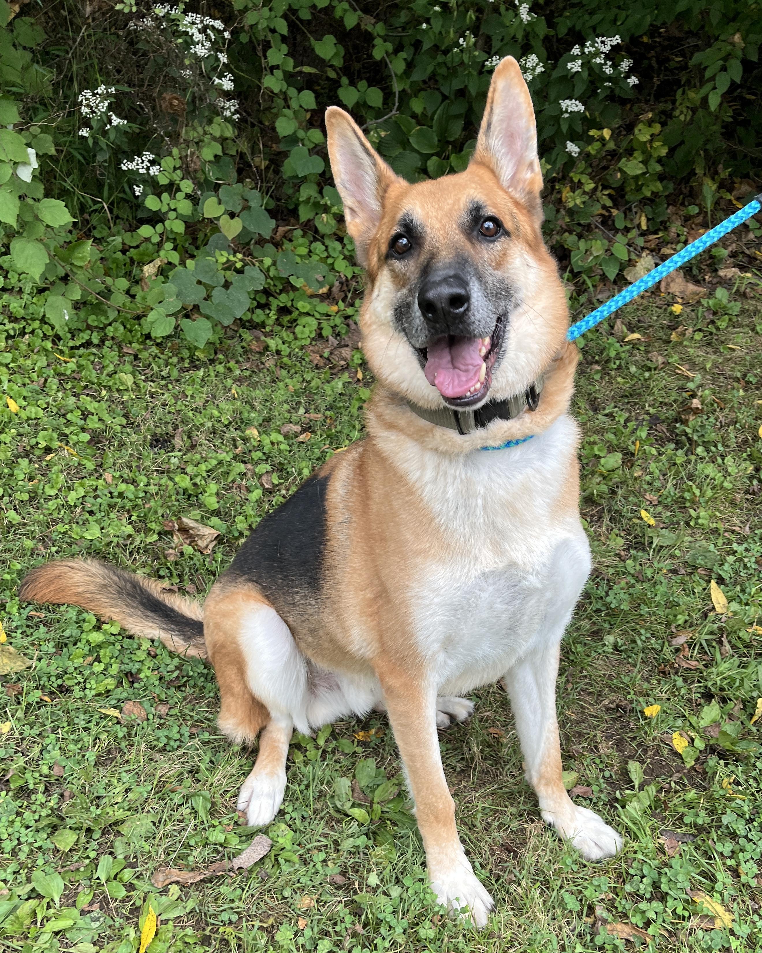 Zeus, Adoptable, Adult Male German Shepherd Dog.