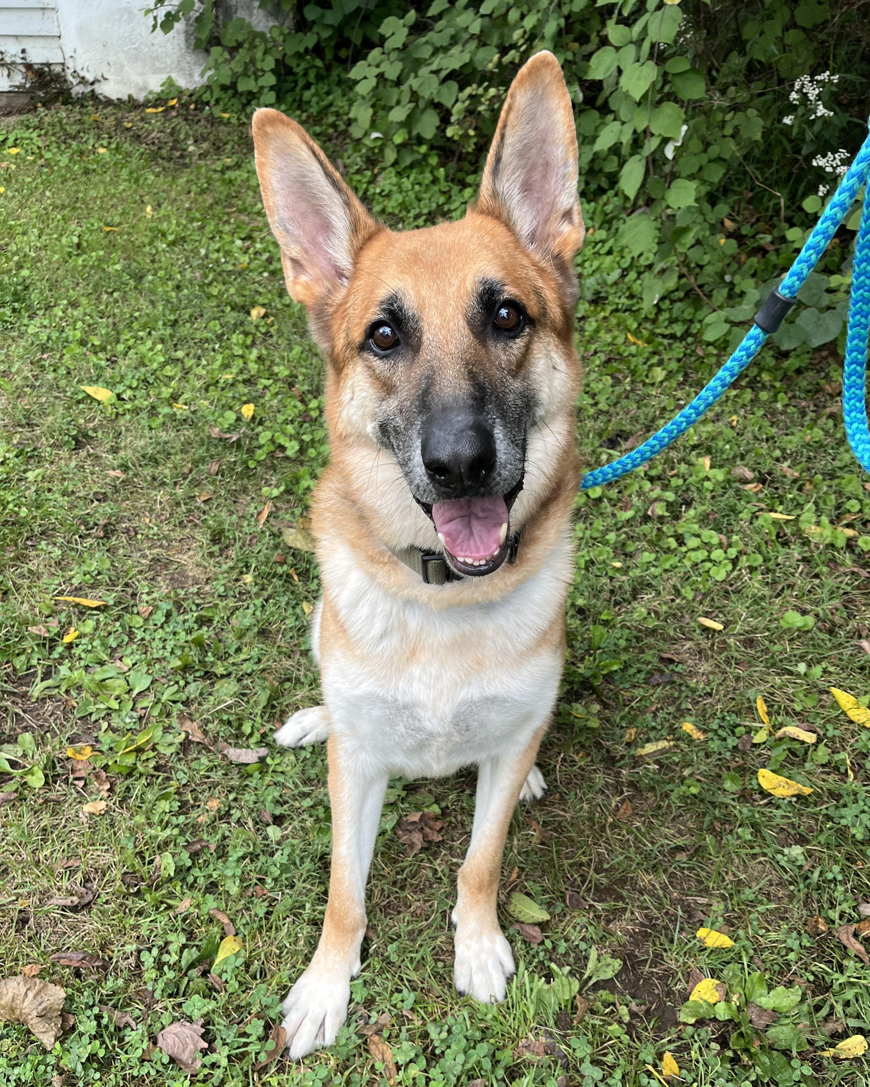 Enlarge Zeus, a Adoptable German Shepherd Dog in New Hope, PA image 3/3