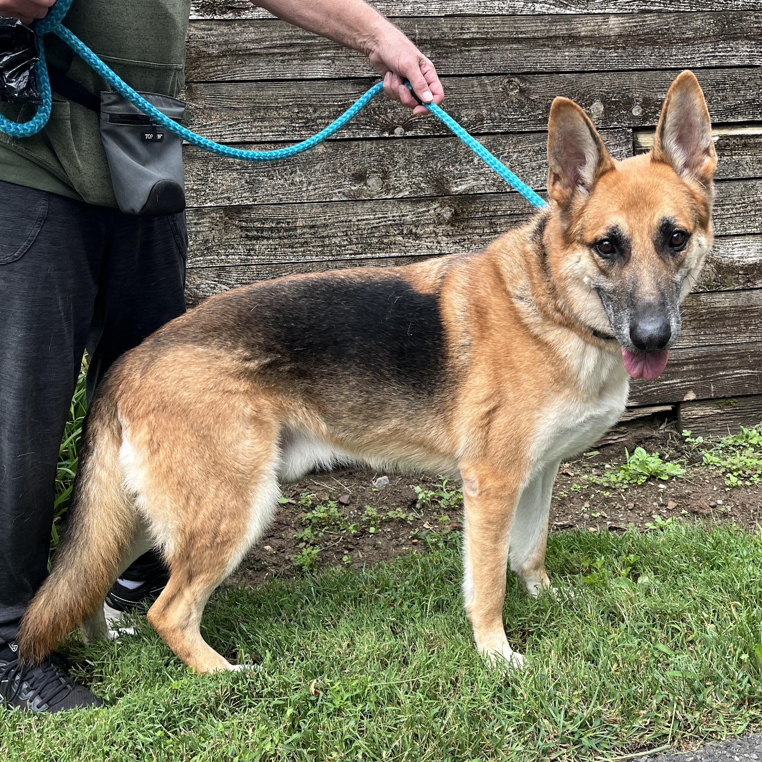 Enlarge Zeus, a Adoptable German Shepherd Dog in New Hope, PA image 2/3