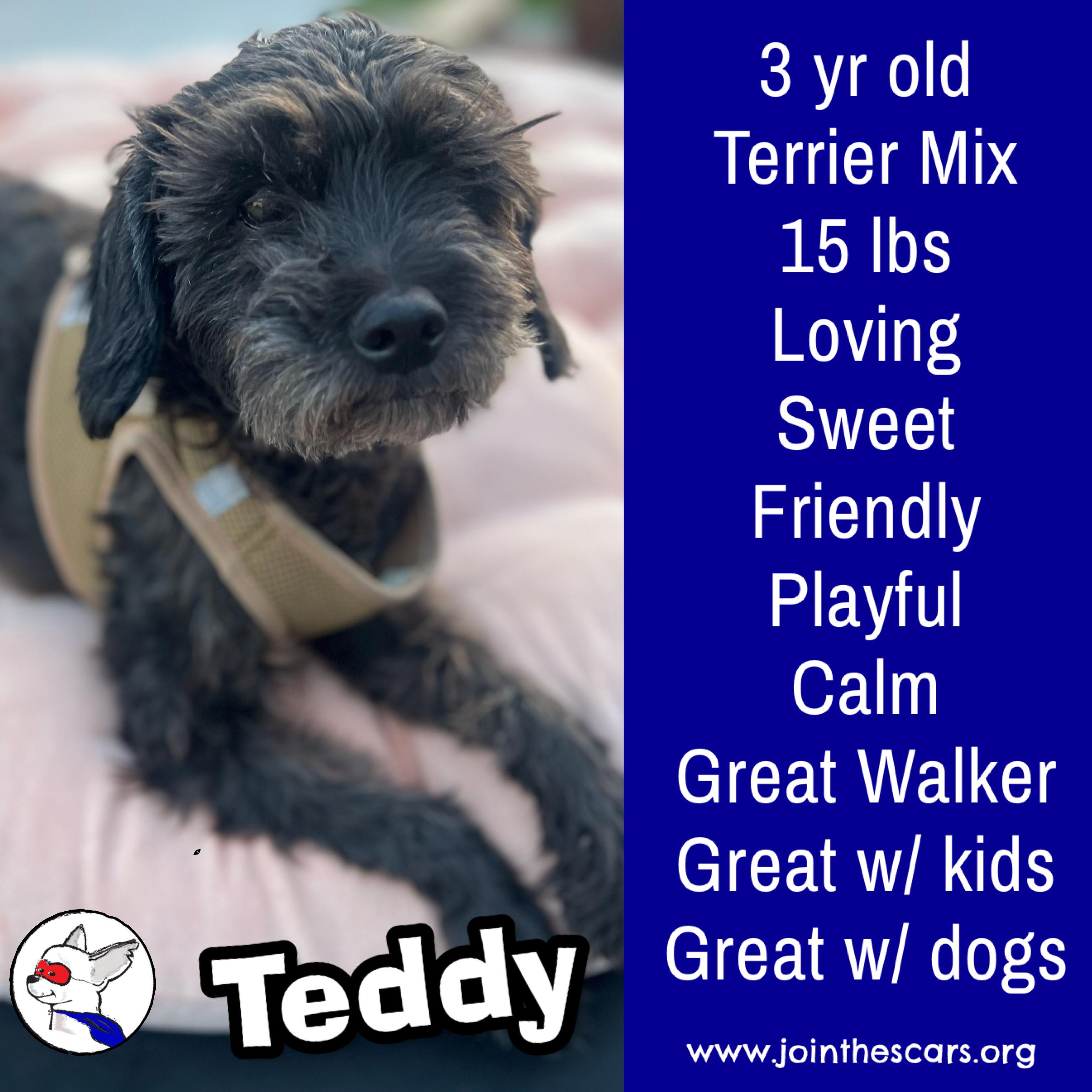Enlarge Teddy, a Adoptable mixed breed in Glendora, CA image 1/6