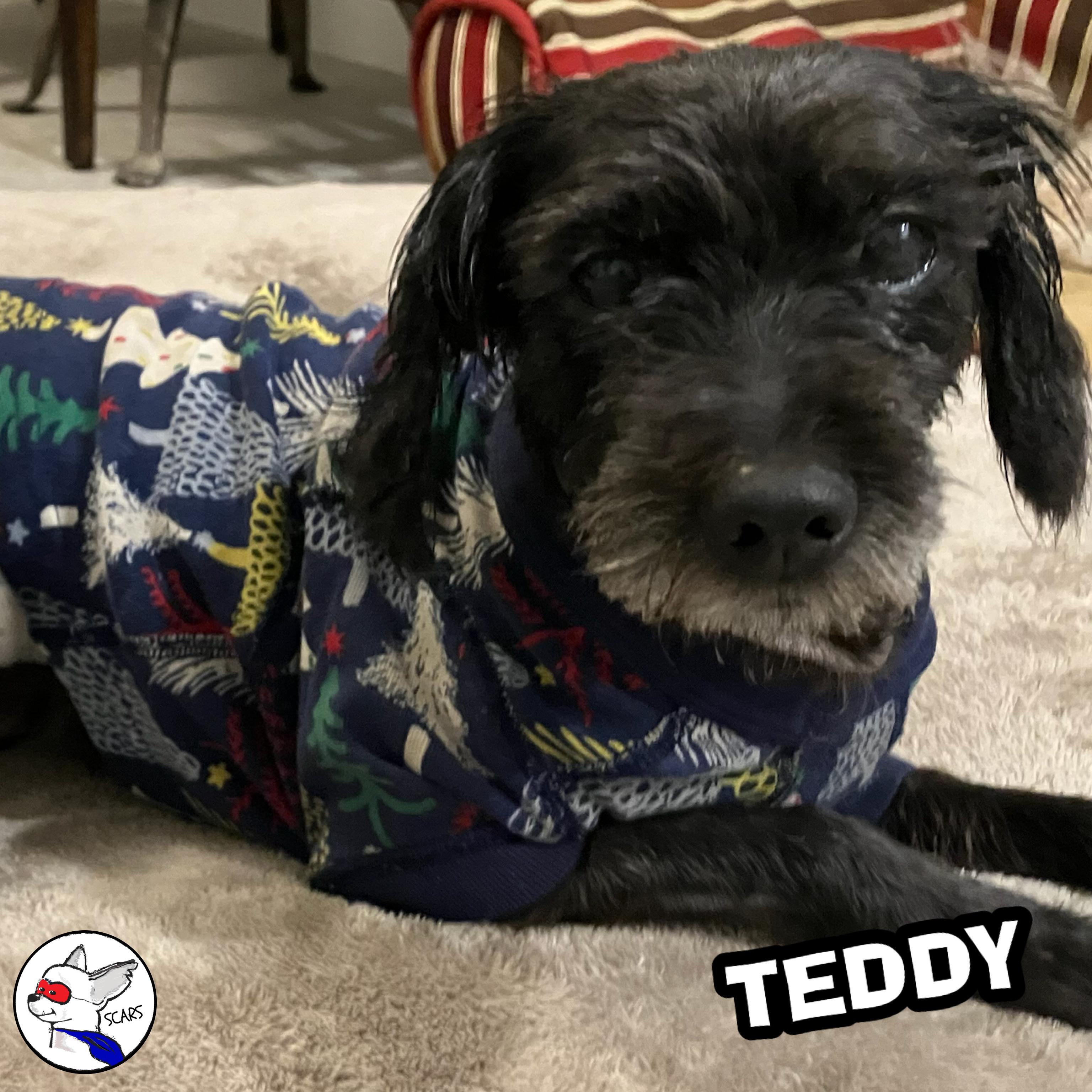 Enlarge Teddy, a Adoptable mixed breed in Glendora, CA image 2/6