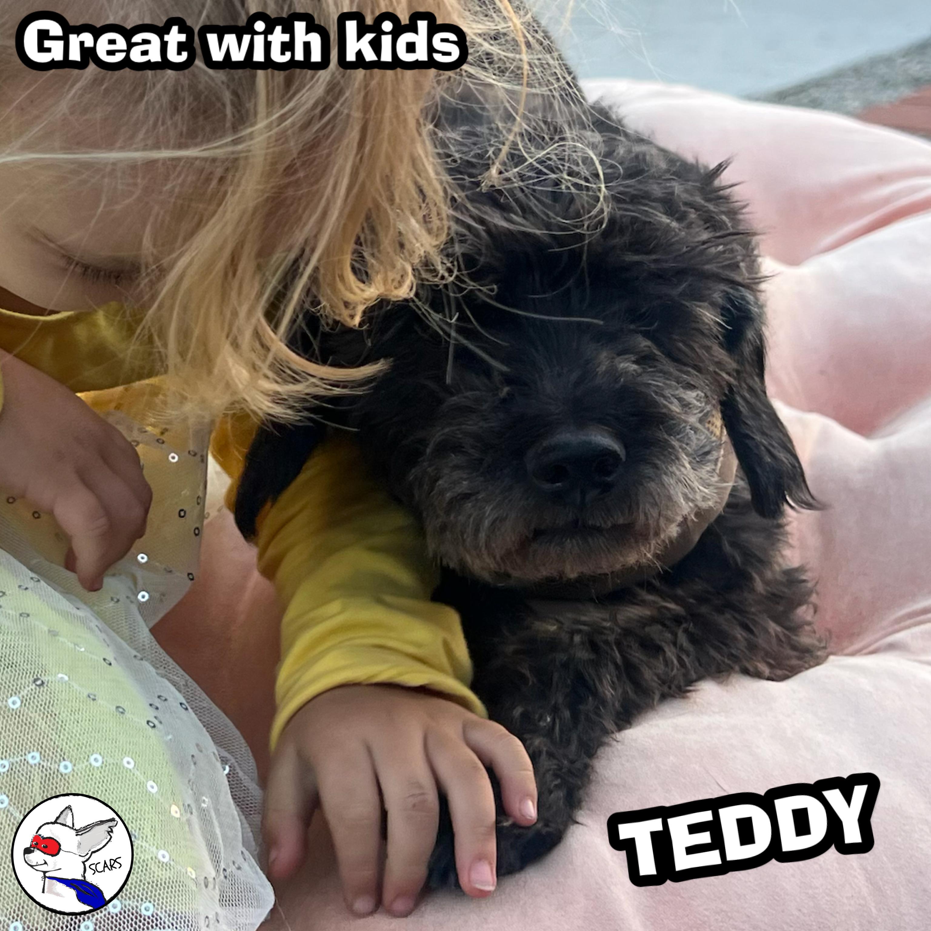 Enlarge Teddy, a Adoptable mixed breed in Glendora, CA image 3/6