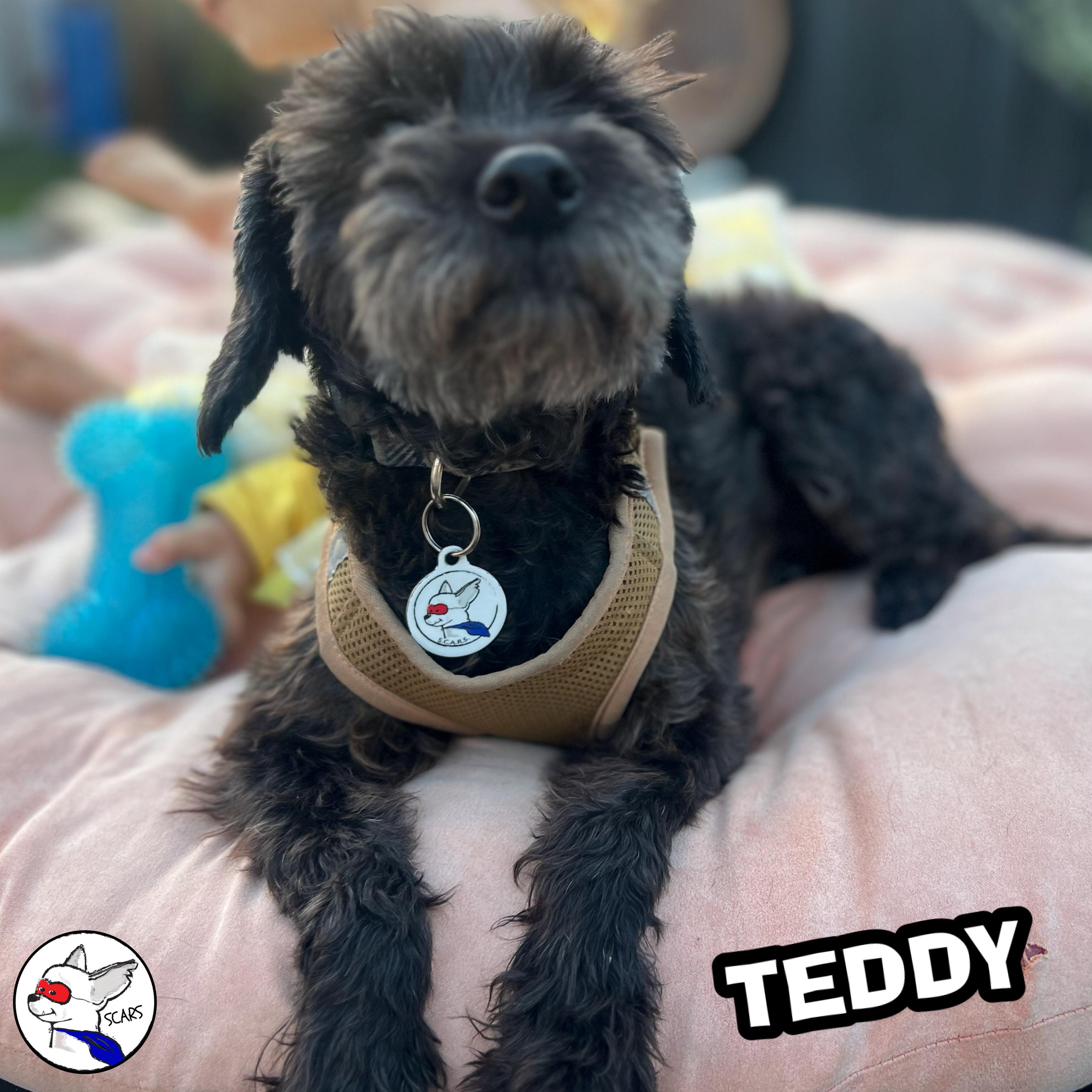 Enlarge Teddy, a Adoptable mixed breed in Glendora, CA image 4/6