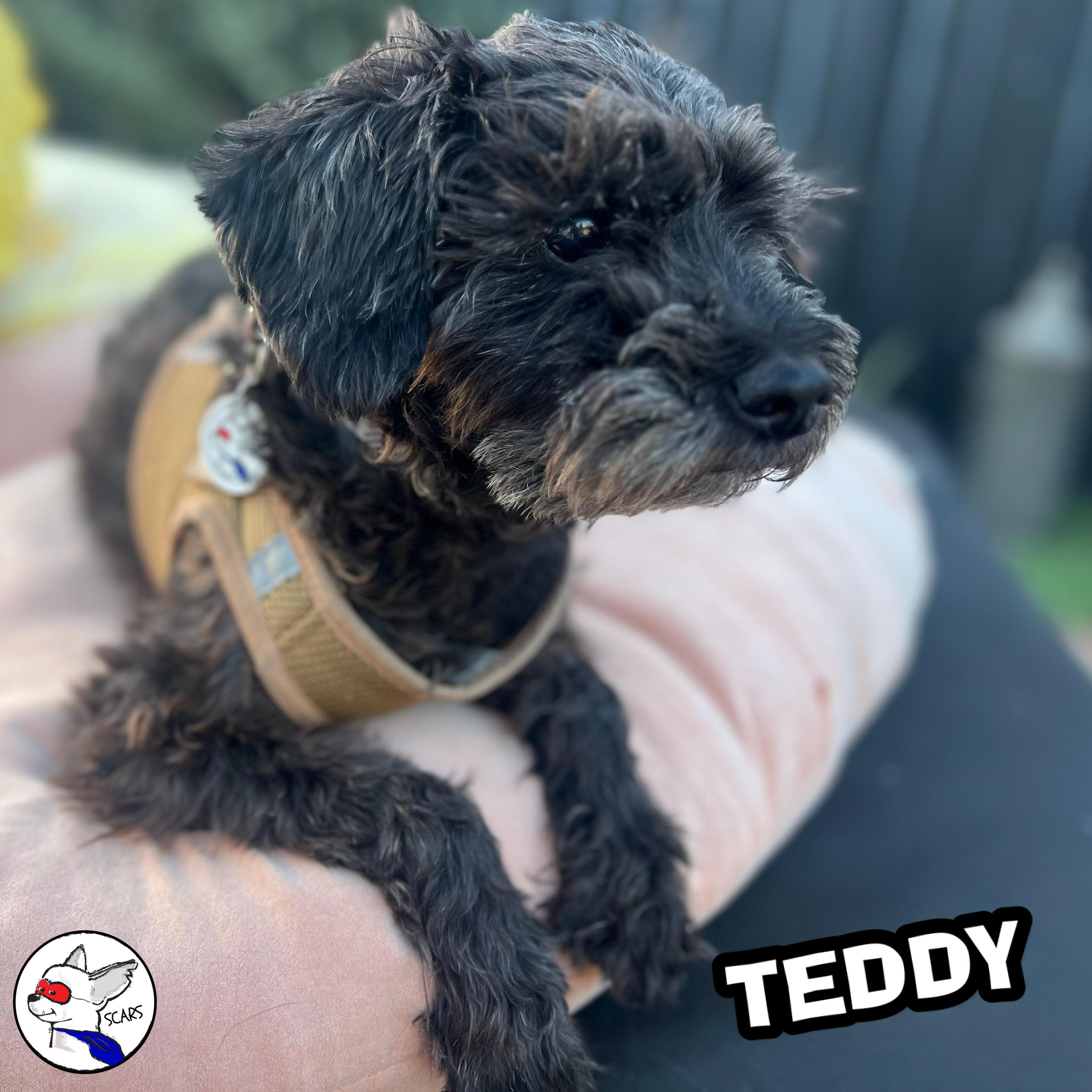 Enlarge Teddy, a Adoptable mixed breed in Glendora, CA image 5/6