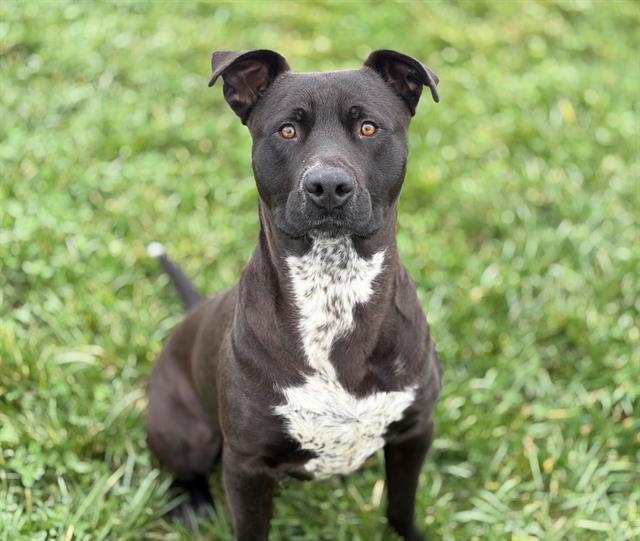 Enlarge KING KONG, a Adoptable mixed breed in Fairfield, CA image 1/1