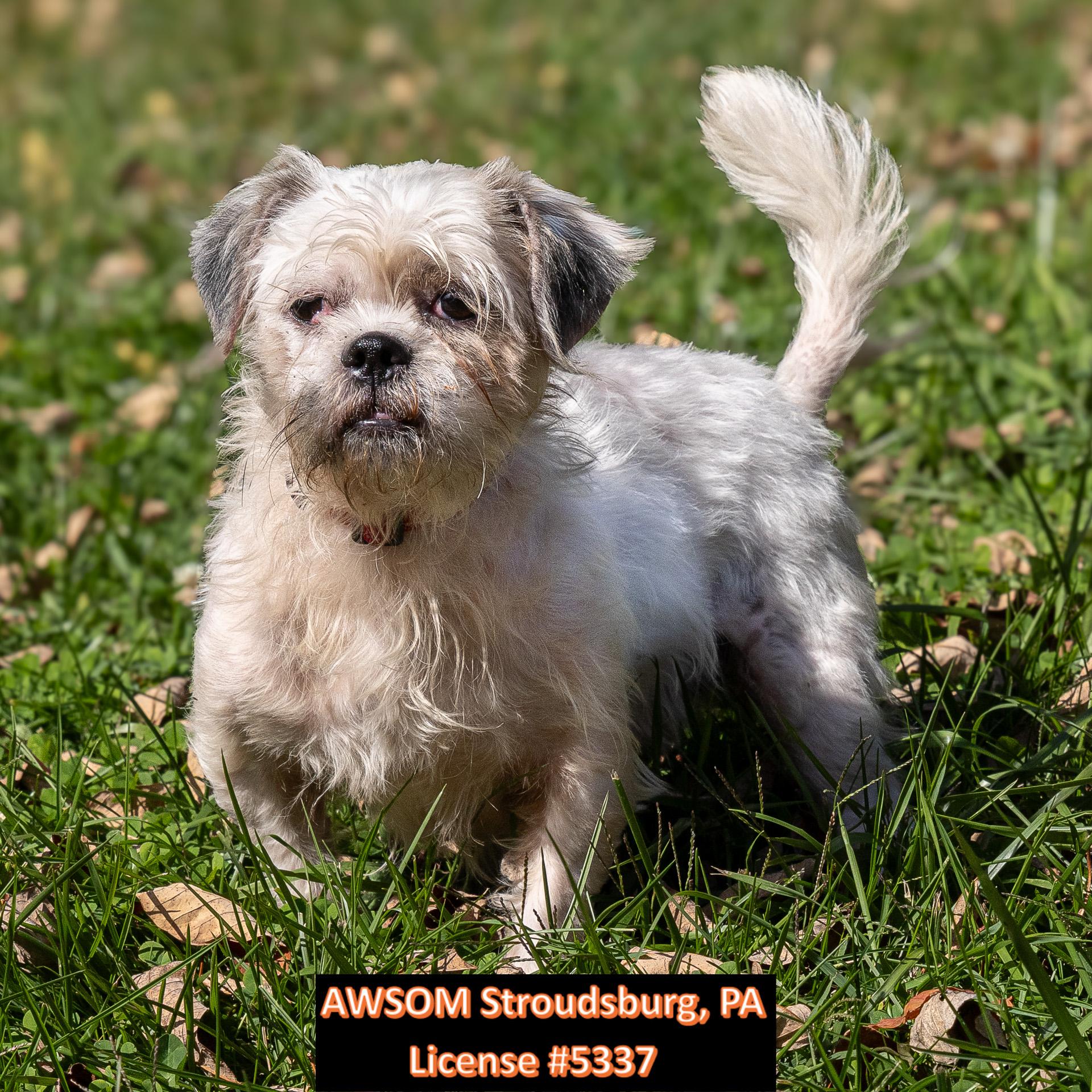 Elouise, Adoptable, Adult Female Shih Tzu.