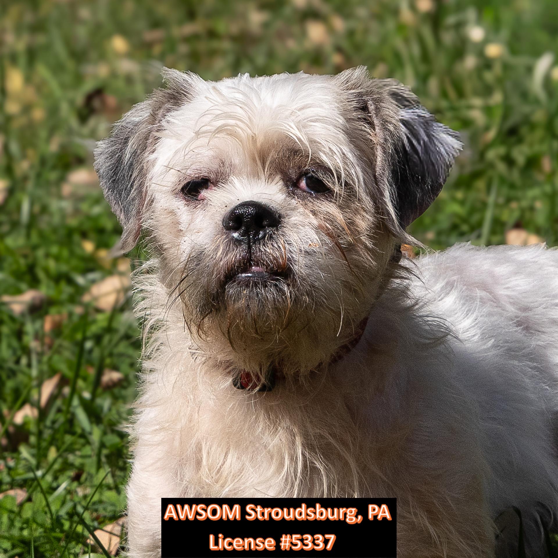 Enlarge Elouise, a Adoptable mixed breed in Stroudsburg, PA image 2/2