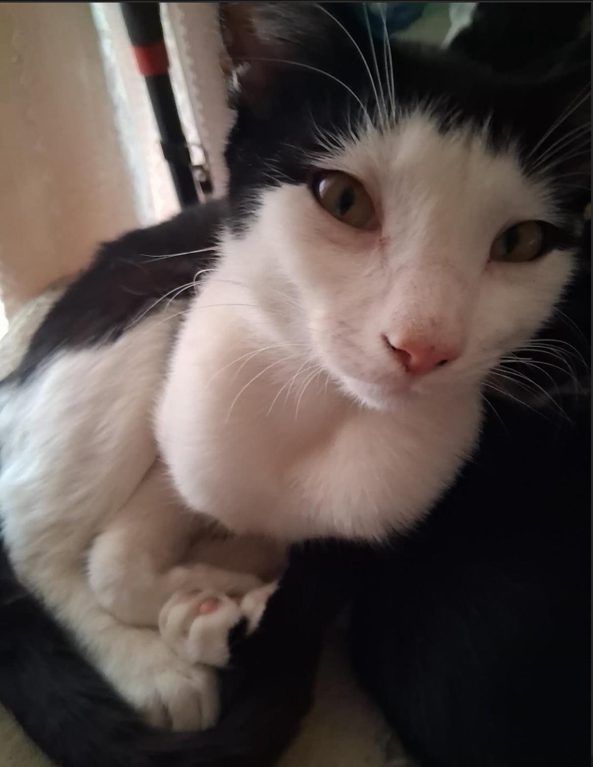 Enlarge Onyx, a ADOPTABLE Tuxedo in Bayonne, NJ image 1/1