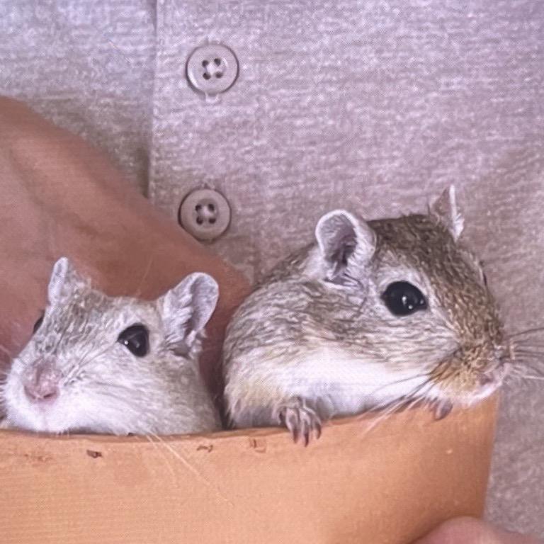Enlarge Snowball, a Adoptable Gerbil in Tampa, FL image 1/1