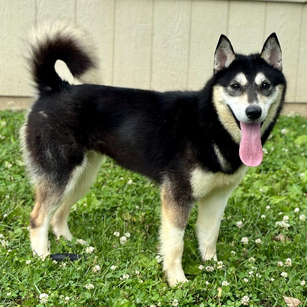 Maleficent, a Adoptable Husky in Warrensburg, MO image 2/6