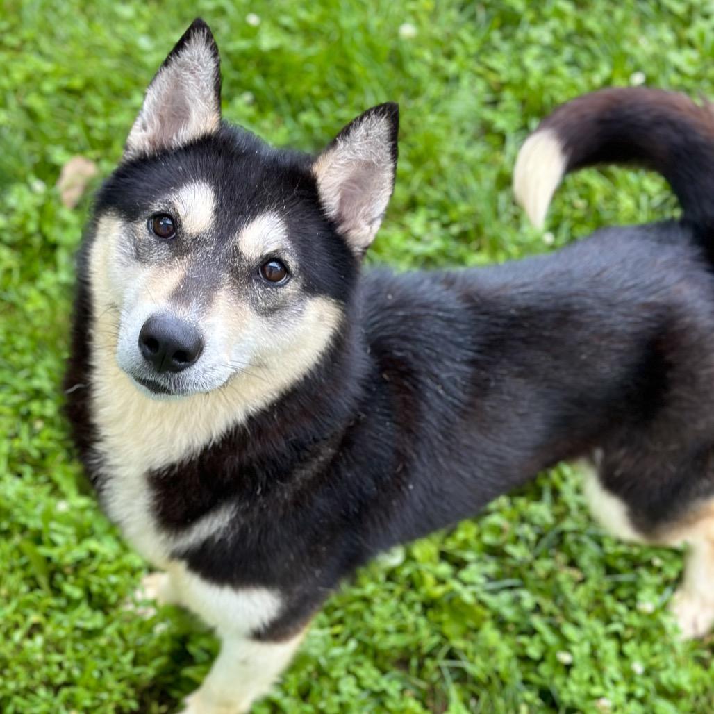 Maleficent, a Adoptable Husky in Warrensburg, MO image 4/6
