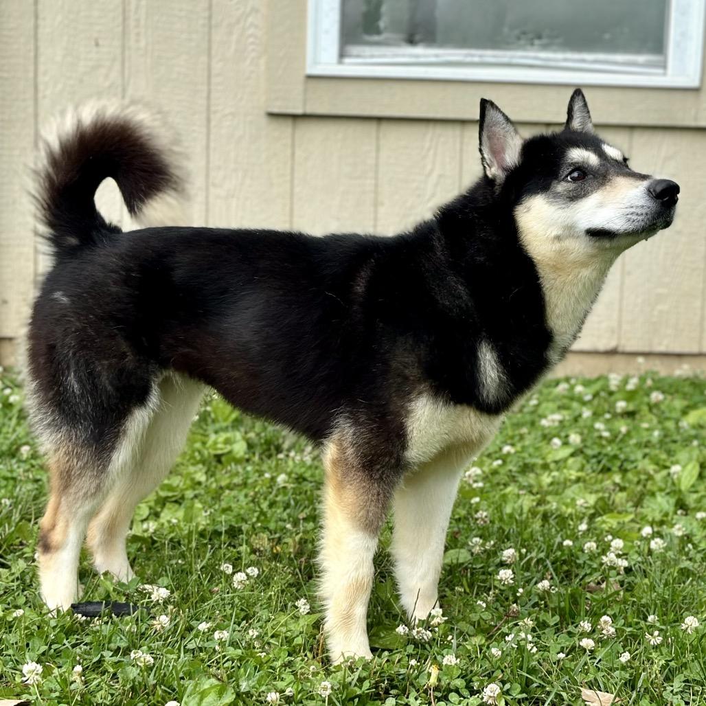 Maleficent, a Adoptable Husky in Warrensburg, MO image 5/6