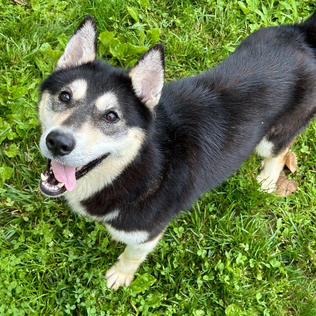 Maleficent, a Adoptable Husky in Warrensburg, MO image 6/6