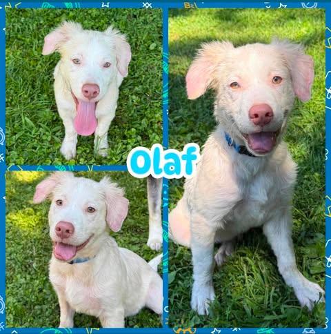 Olaf, Adopted, Puppy Male Australian Shepherd.