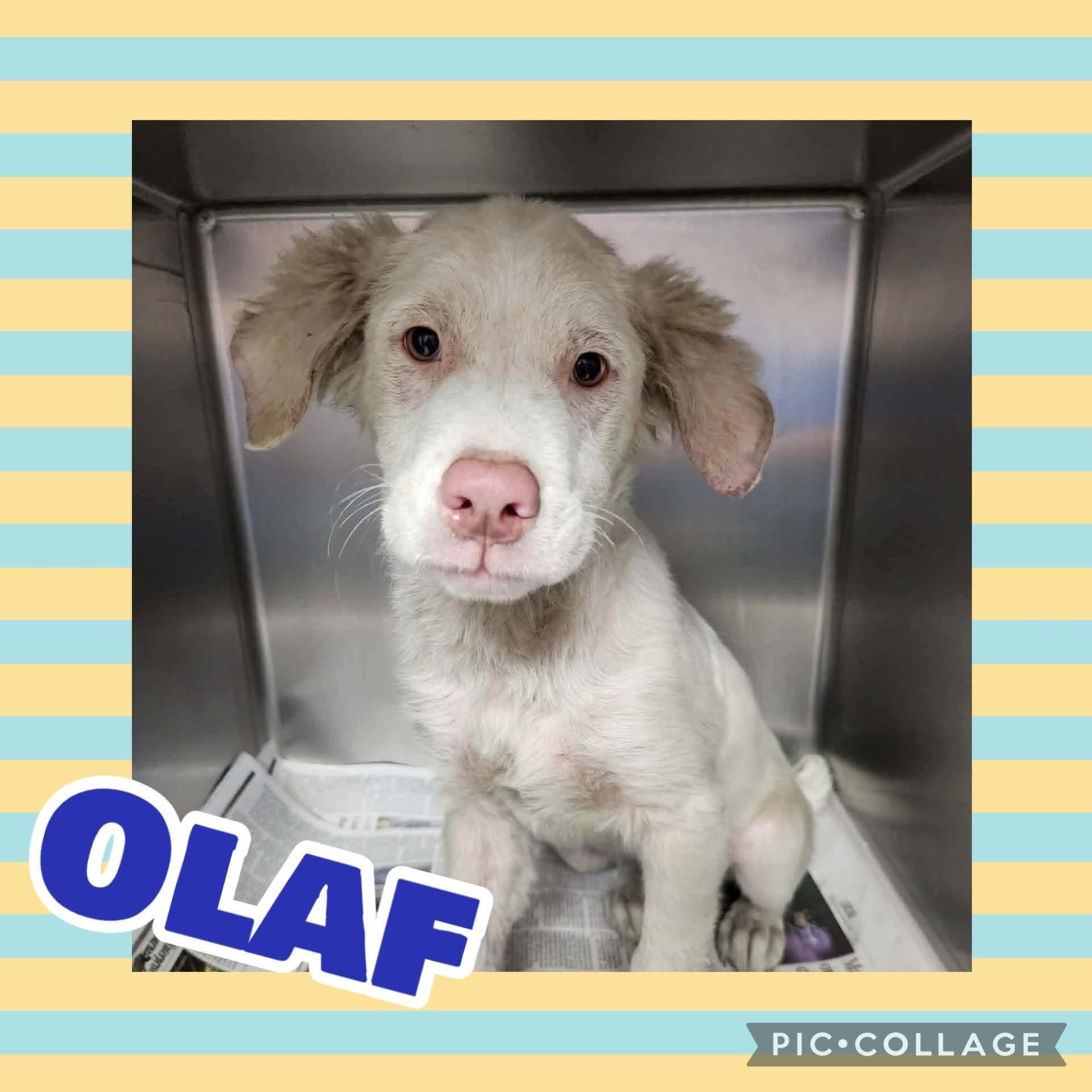 Enlarge Olaf, a Adopted mixed breed in Ringwood, NJ image 2/2