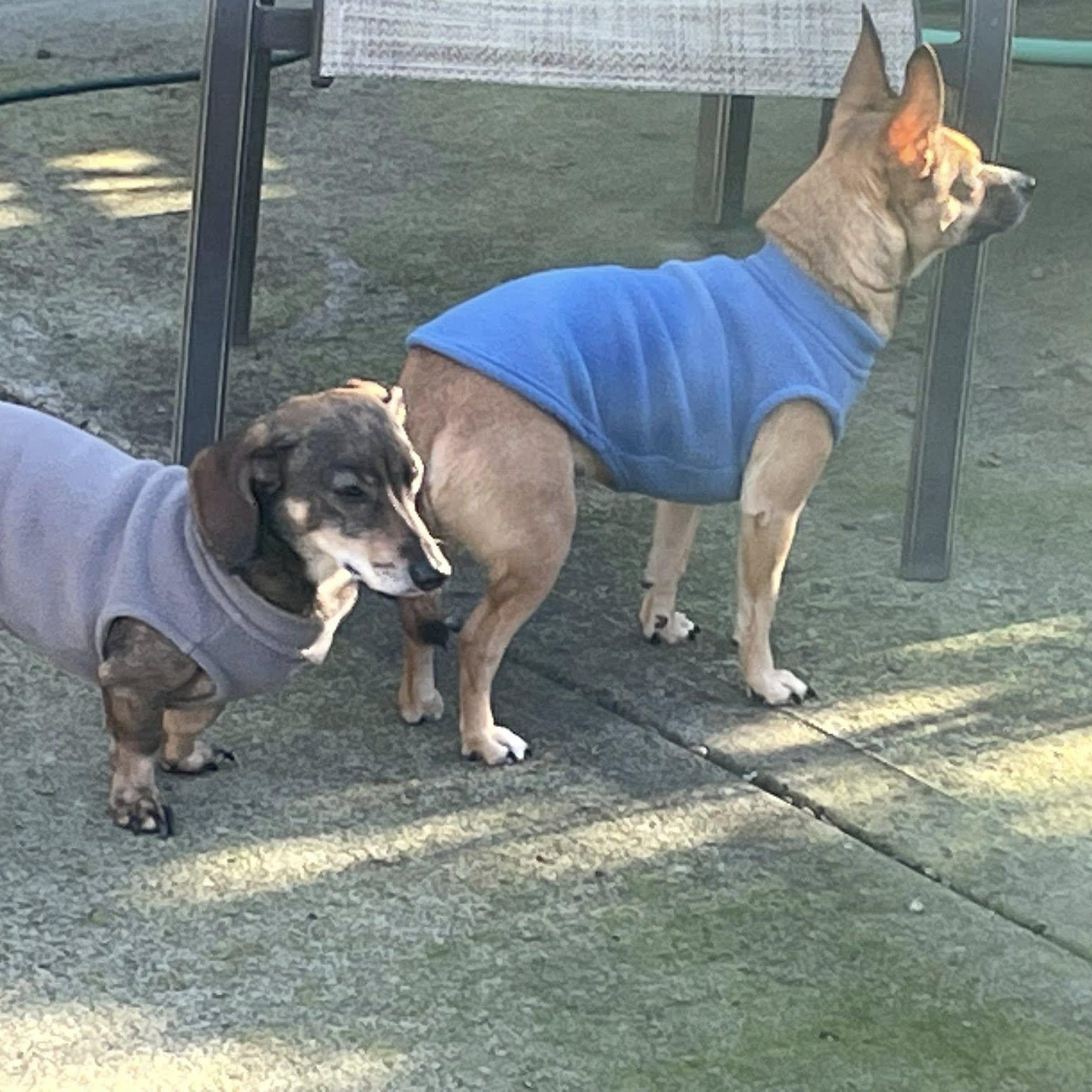 Enlarge Daphne (Bonded w/Susie Q), an adoption pending Chihuahua in Portland, OR image 4/6