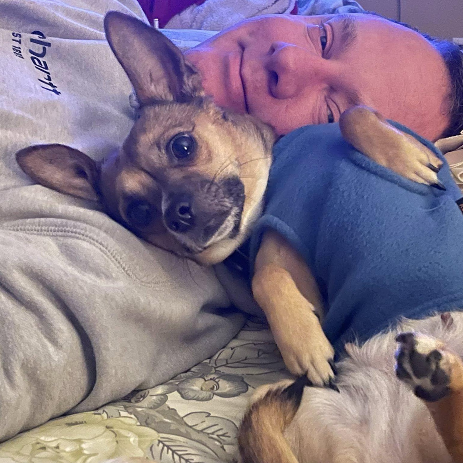 Enlarge Daphne (Bonded w/Susie Q), an adoption pending Chihuahua in Portland, OR image 2/6