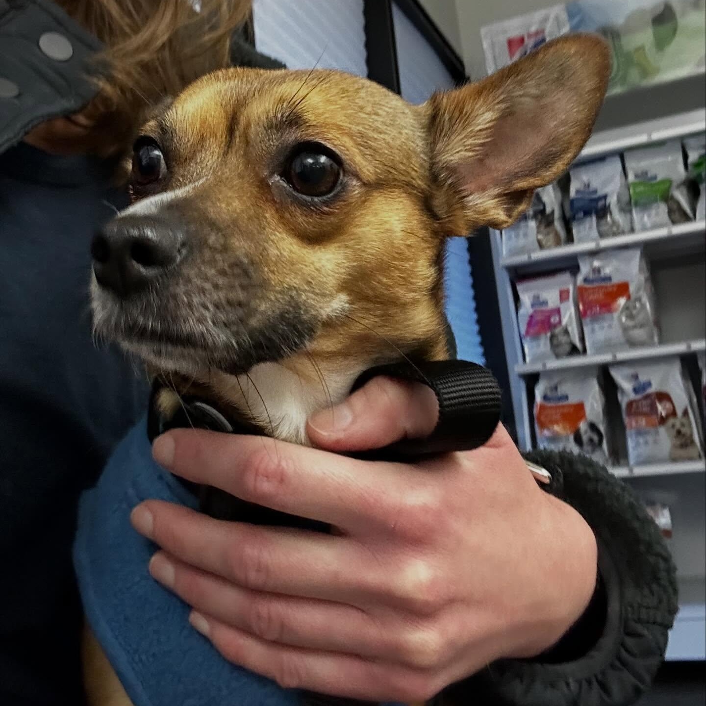 Enlarge Daphne (Bonded w/Susie Q), an adoption pending Chihuahua in Portland, OR image 6/6