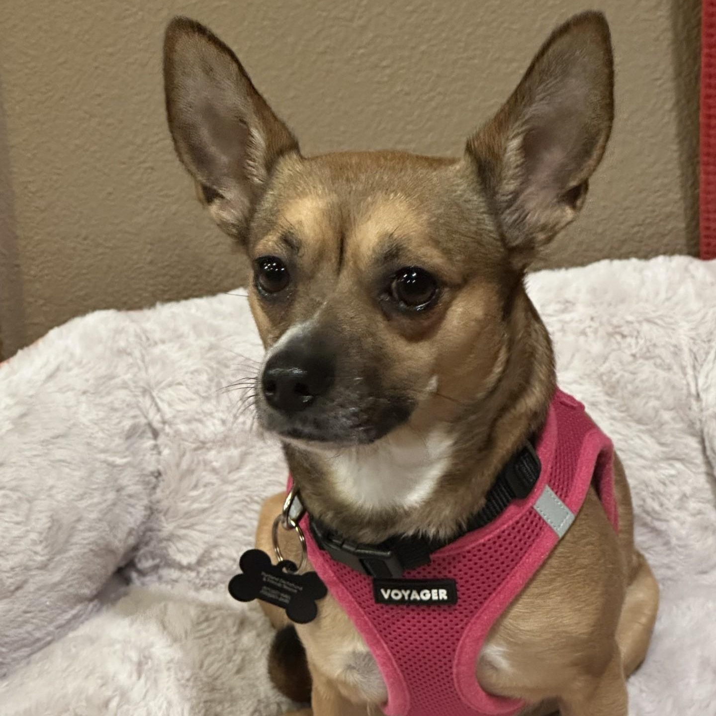 Enlarge Daphne (Bonded w/Susie Q), an adoption pending Chihuahua in Portland, OR image 1/6