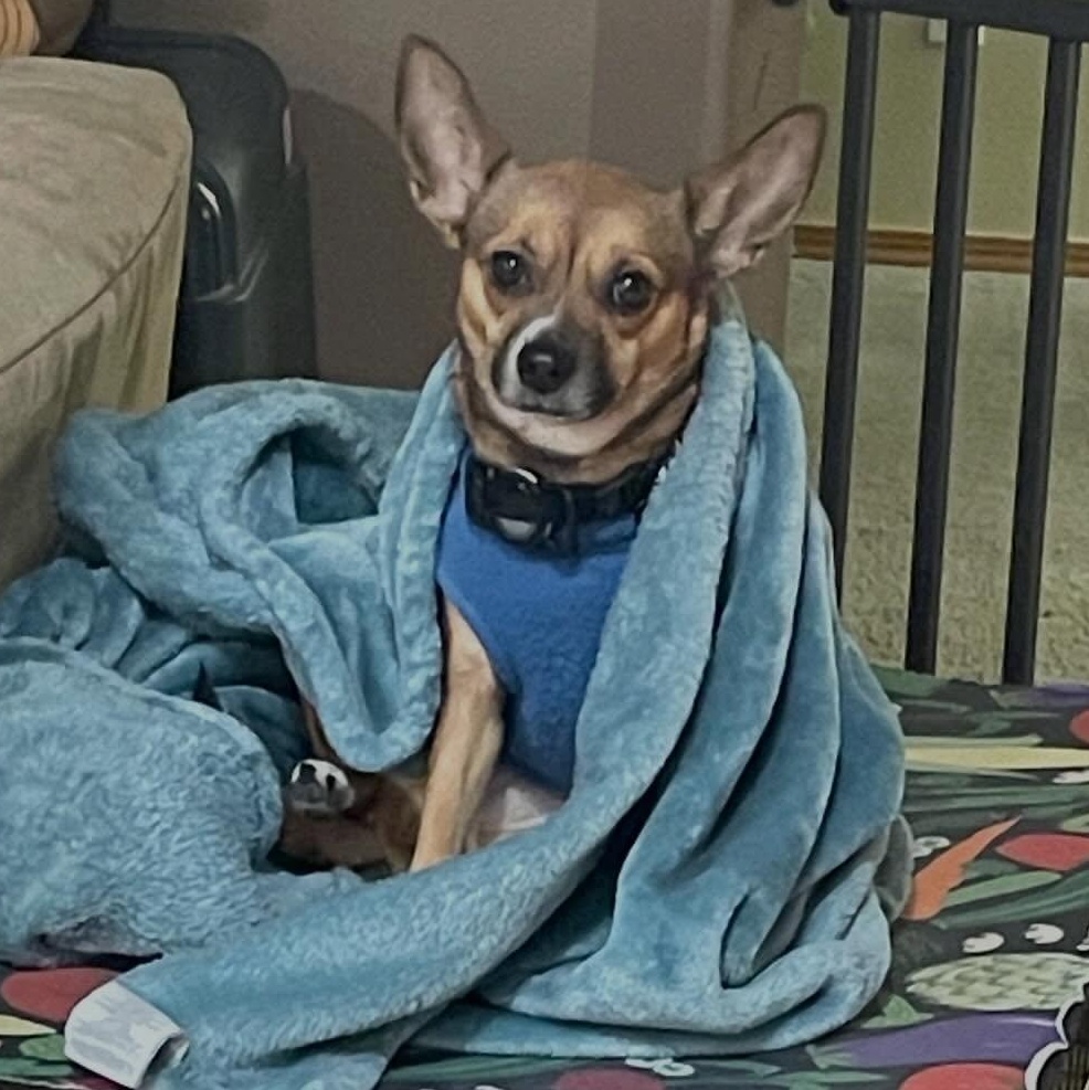 Enlarge Daphne (Bonded w/Susie Q), an adoption pending Chihuahua in Portland, OR image 3/6