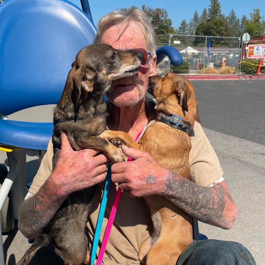 Enlarge Daphne (Bonded w/Susie Q), an adoption pending Chihuahua in Portland, OR image 5/6