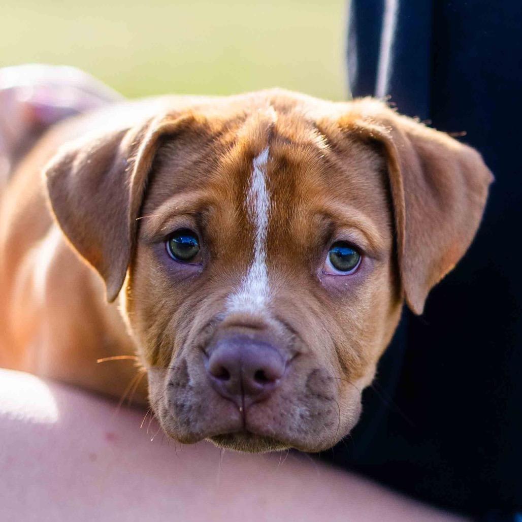 Enlarge Casanova, a Adoptable mixed breed in Durham, NC image 1/6
