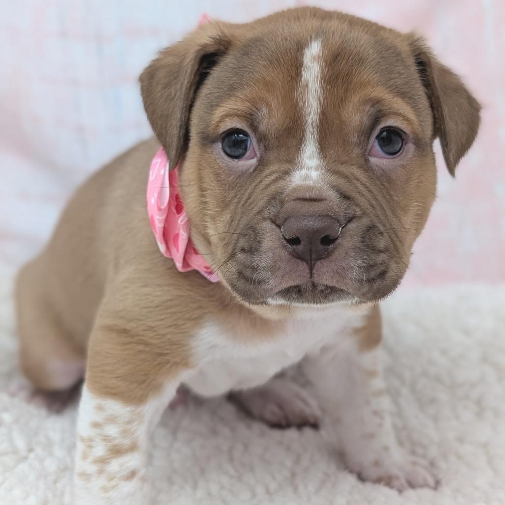 Casanova, Adoptable, Puppy Male Pit Bull Terrier & Boxer.