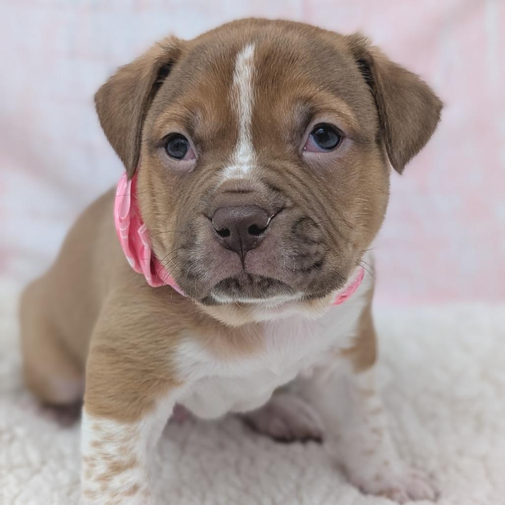 Enlarge Casanova, a Adoptable mixed breed in Durham, NC image 2/4