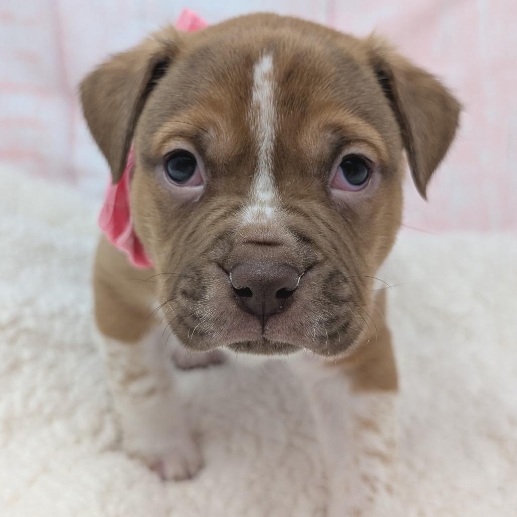 Enlarge Casanova, a Adoptable mixed breed in Durham, NC image 3/4