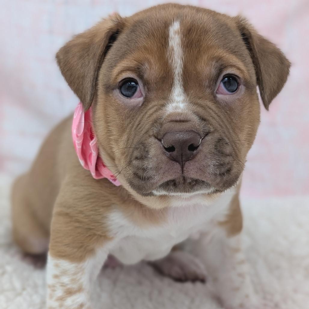 Enlarge Casanova, a Adoptable mixed breed in Durham, NC image 4/4