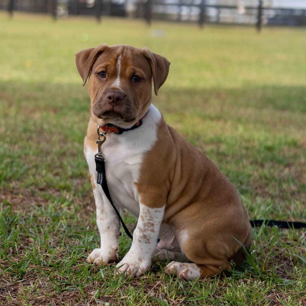 Enlarge Casanova, a Adoptable mixed breed in Durham, NC image 6/6
