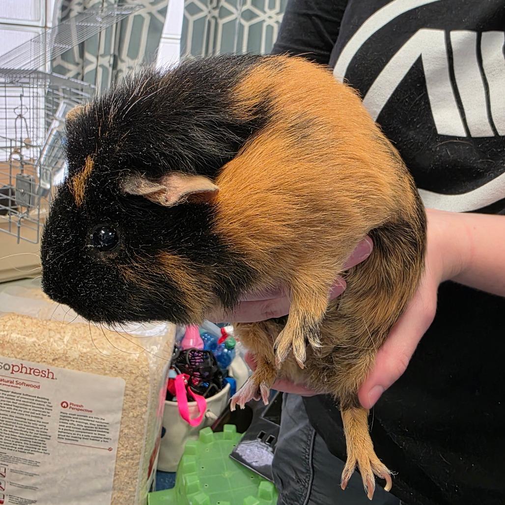 Cosmo, Adoptable, Adult Male Guinea Pig.