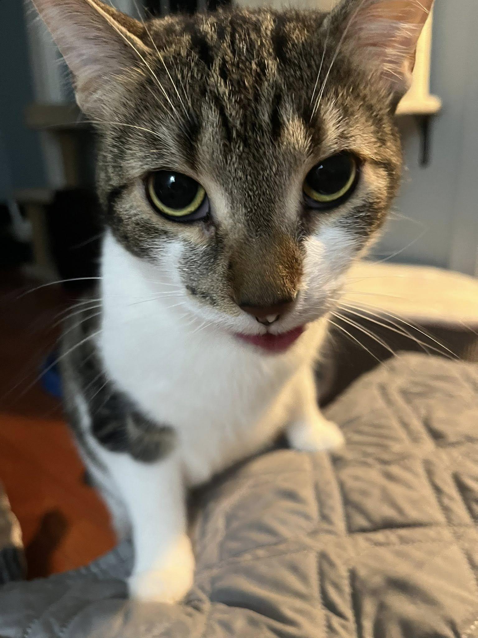 Apple Pie, a Adoptable Domestic Short Hair in Spencerville, ON image 6/6