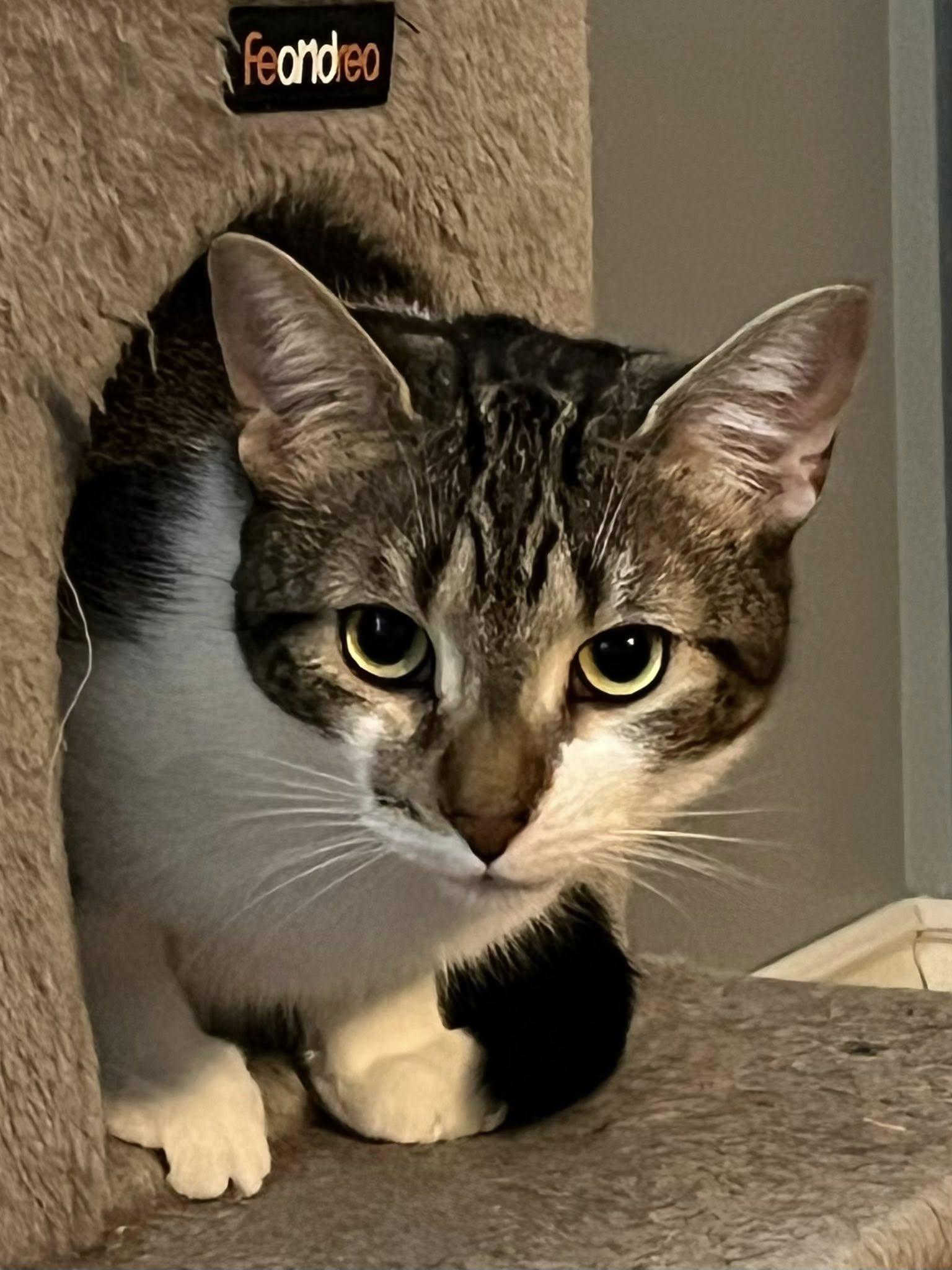 Apple Pie, a Adoptable Domestic Short Hair in Spencerville, ON image 3/6