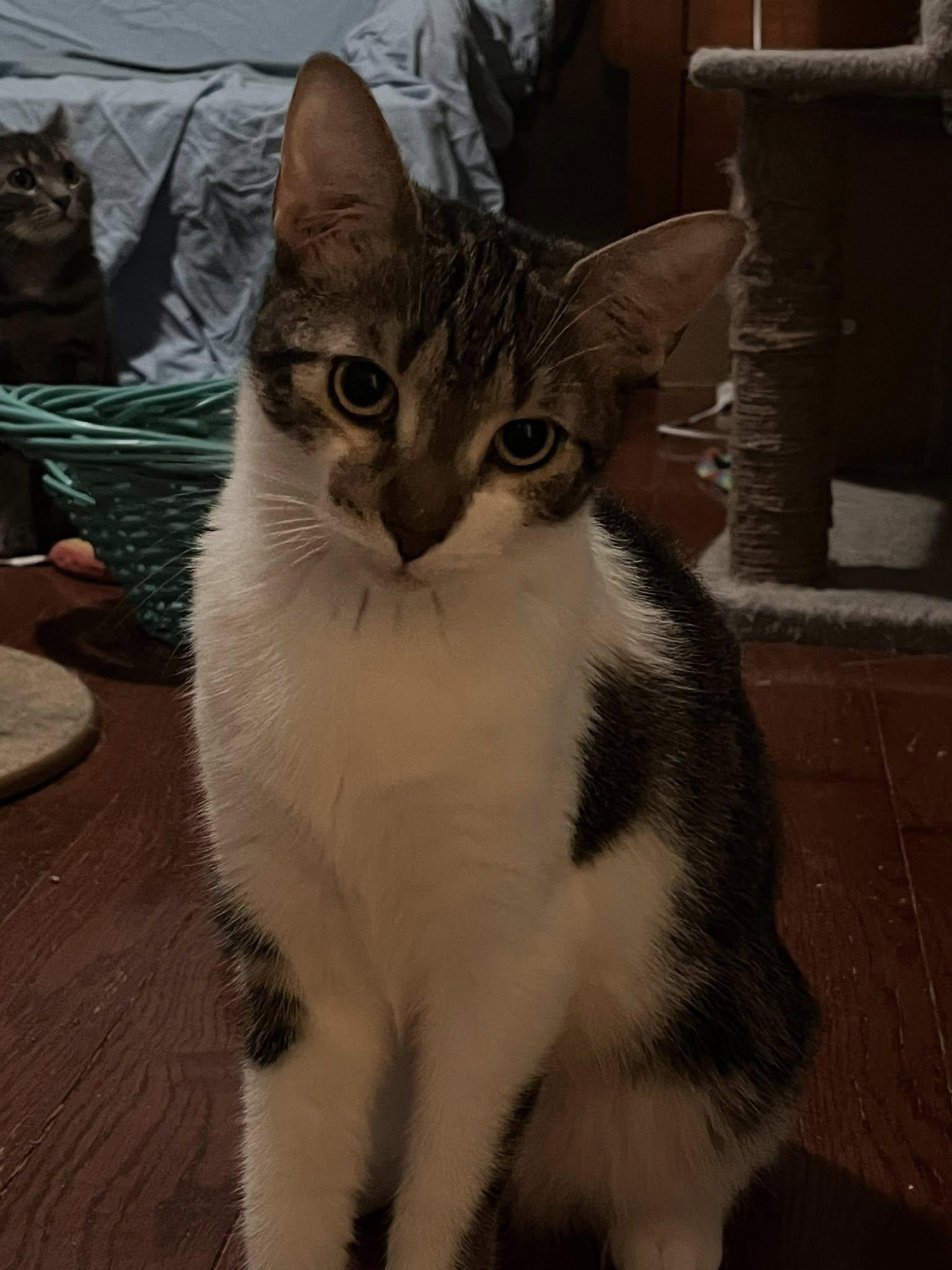 Enlarge Apple Pie, a Adoptable Domestic Short Hair in Spencerville, ON image 1/4