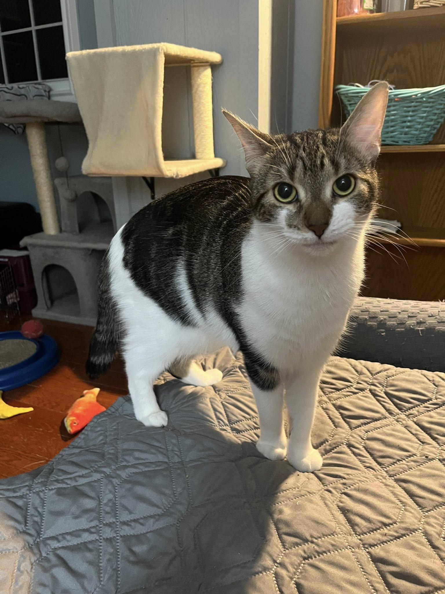 Apple Pie, a Adoptable Domestic Short Hair in Spencerville, ON image 4/6