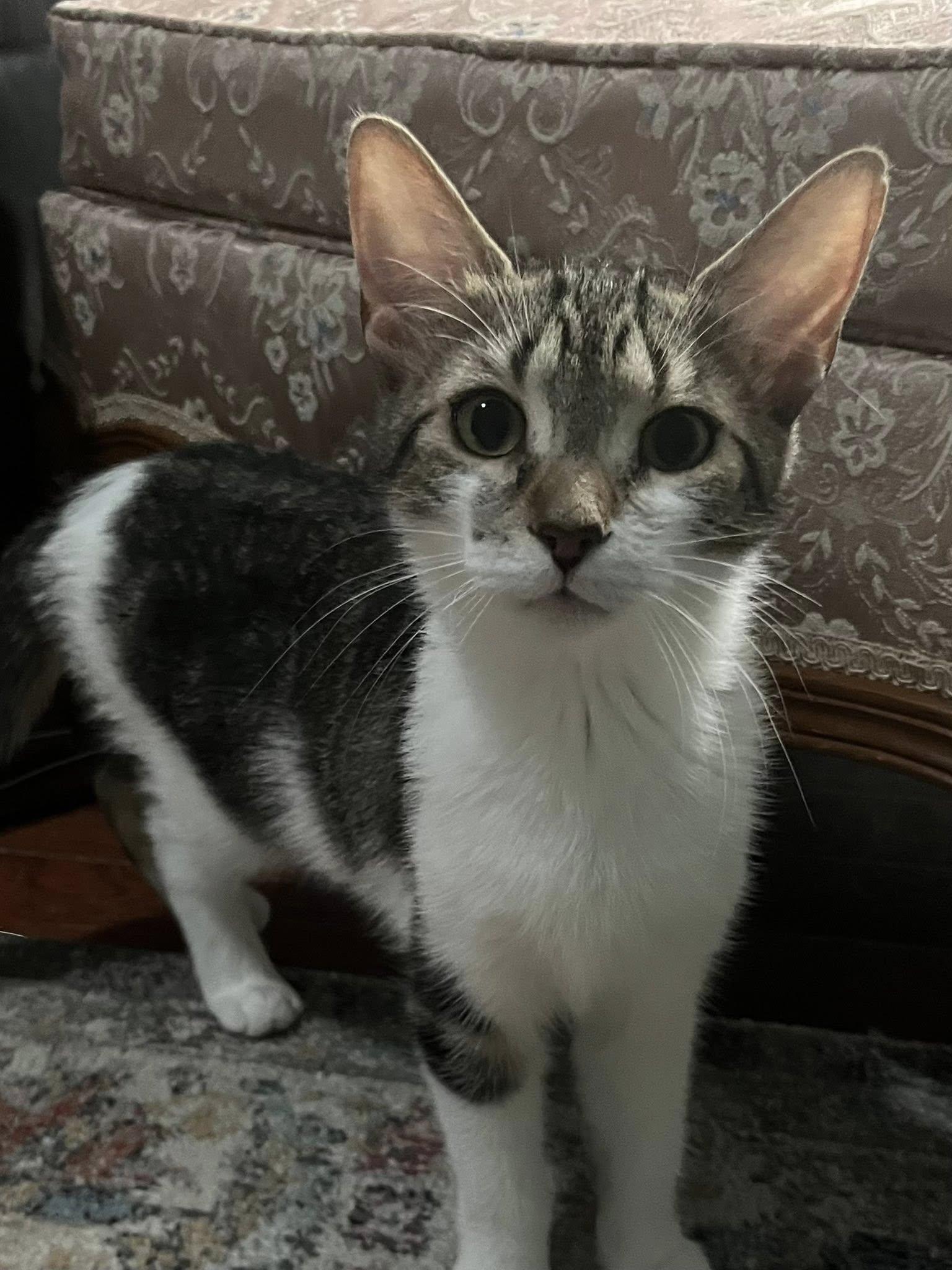 Enlarge Apple Pie, a Adoptable Domestic Short Hair in Spencerville, ON image 2/4