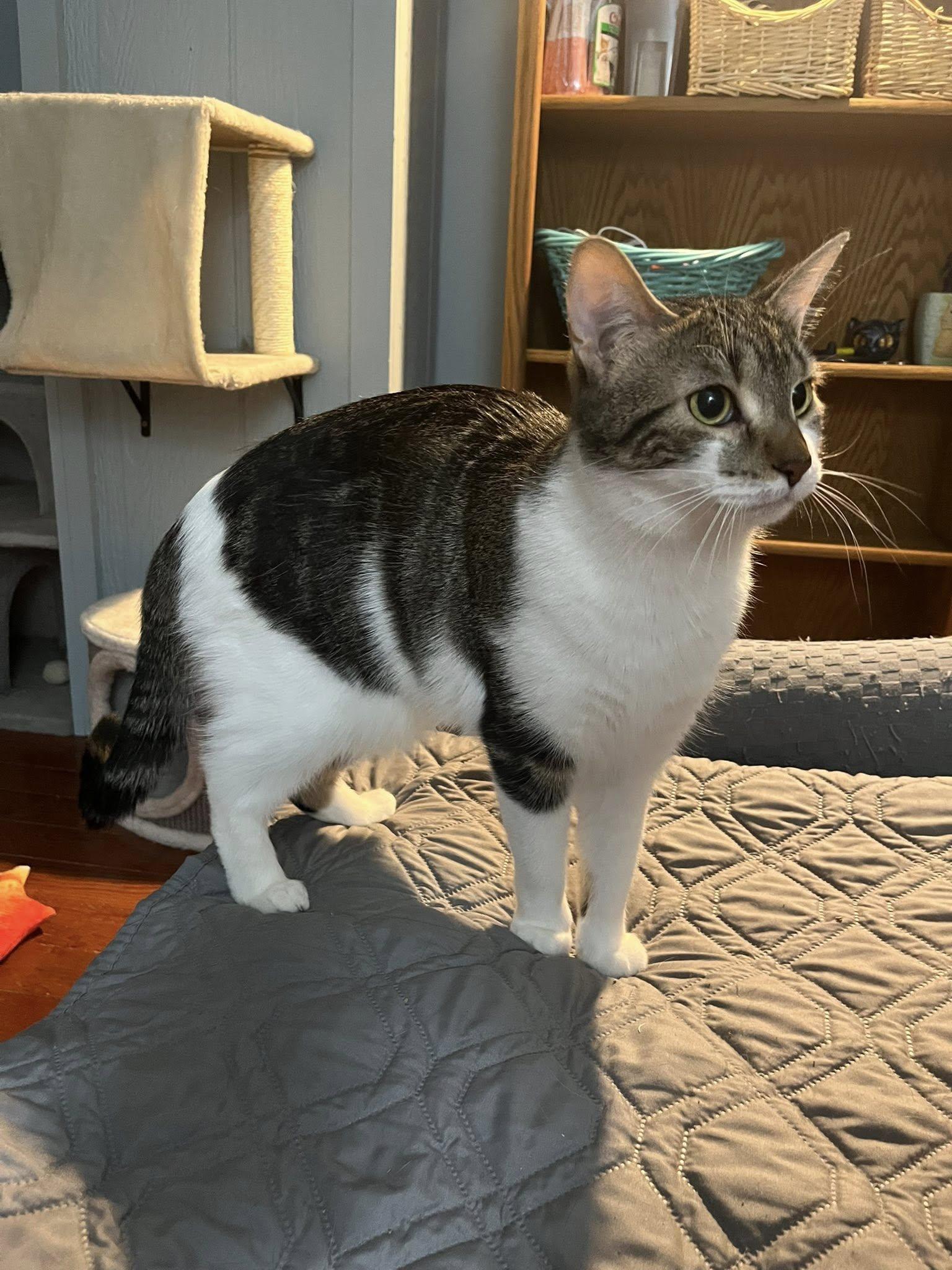 Apple Pie, Adoptable, Young Female Domestic Short Hair.