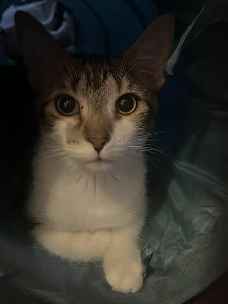 Enlarge Apple Pie, a Adoptable Domestic Short Hair in Spencerville, ON image 3/4