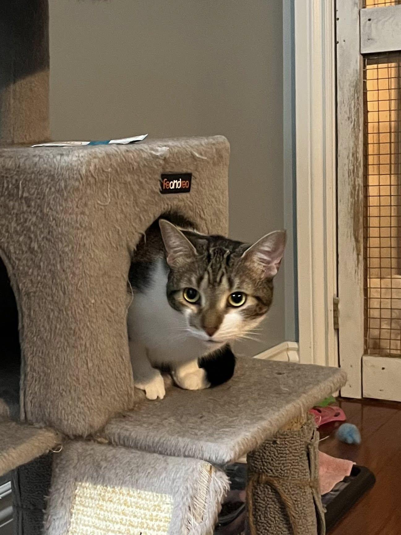 Apple Pie, a Adoptable Domestic Short Hair in Spencerville, ON image 5/6