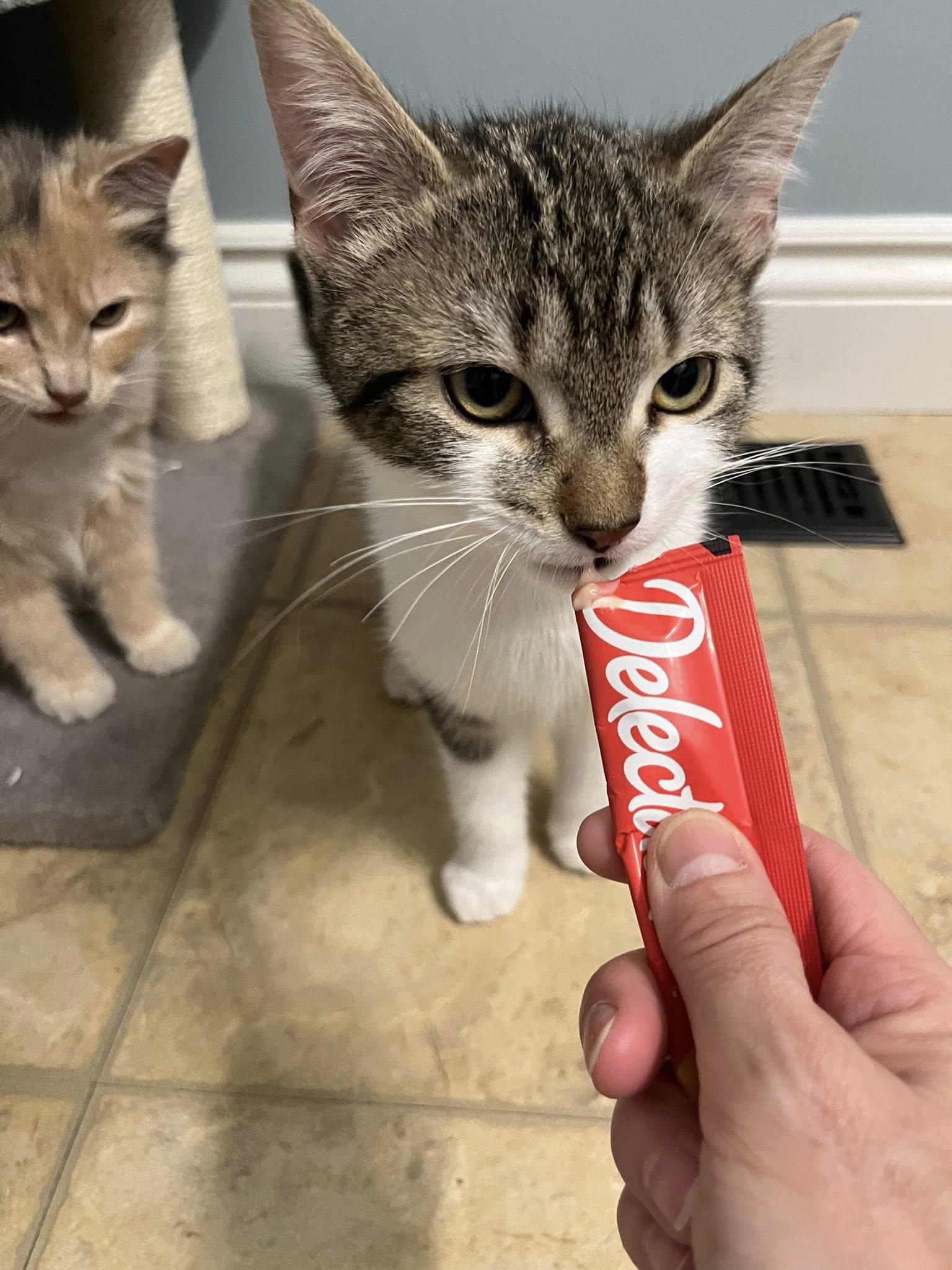 Enlarge Apple Pie, a Adoptable Domestic Short Hair in Spencerville, ON image 4/4